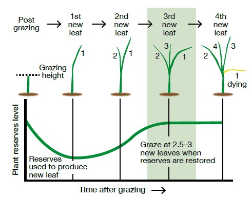 grass growth v2